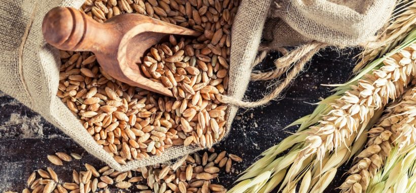 wheat health