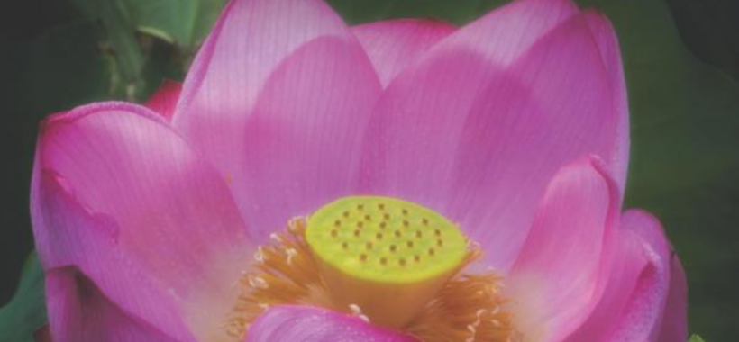 The Essence of You: Your Guide to Gynecologic Health